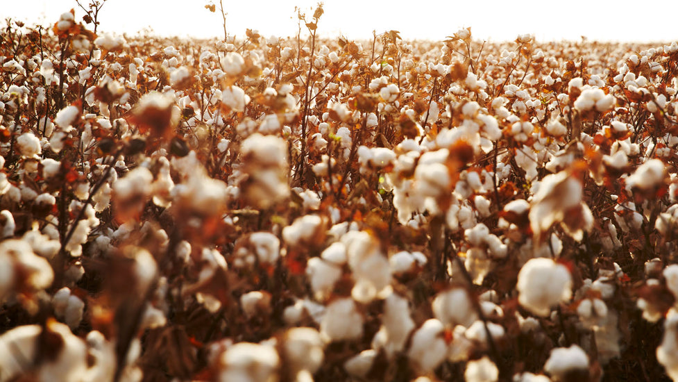 Cotton isn't the most sustainable fibre. We chose it anyway