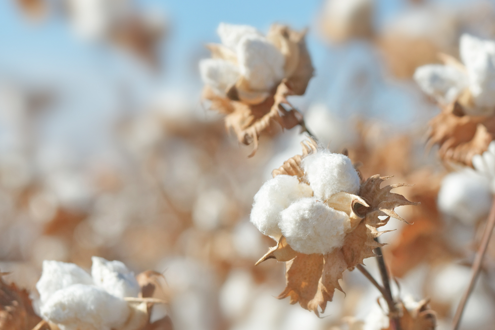 What Is Supima Cotton, and Why Choose It?
