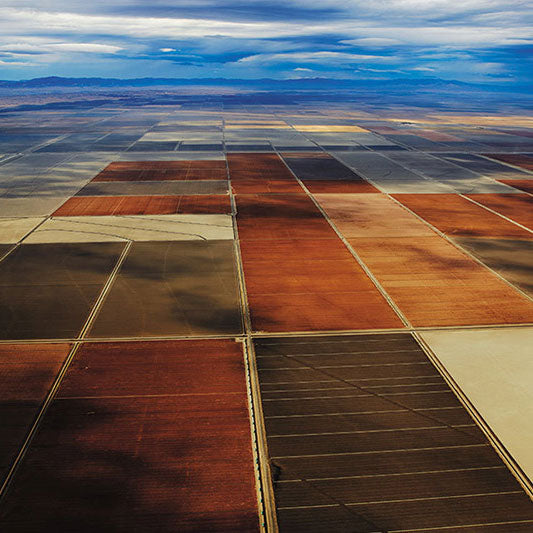A Supima cotton field at golden hour