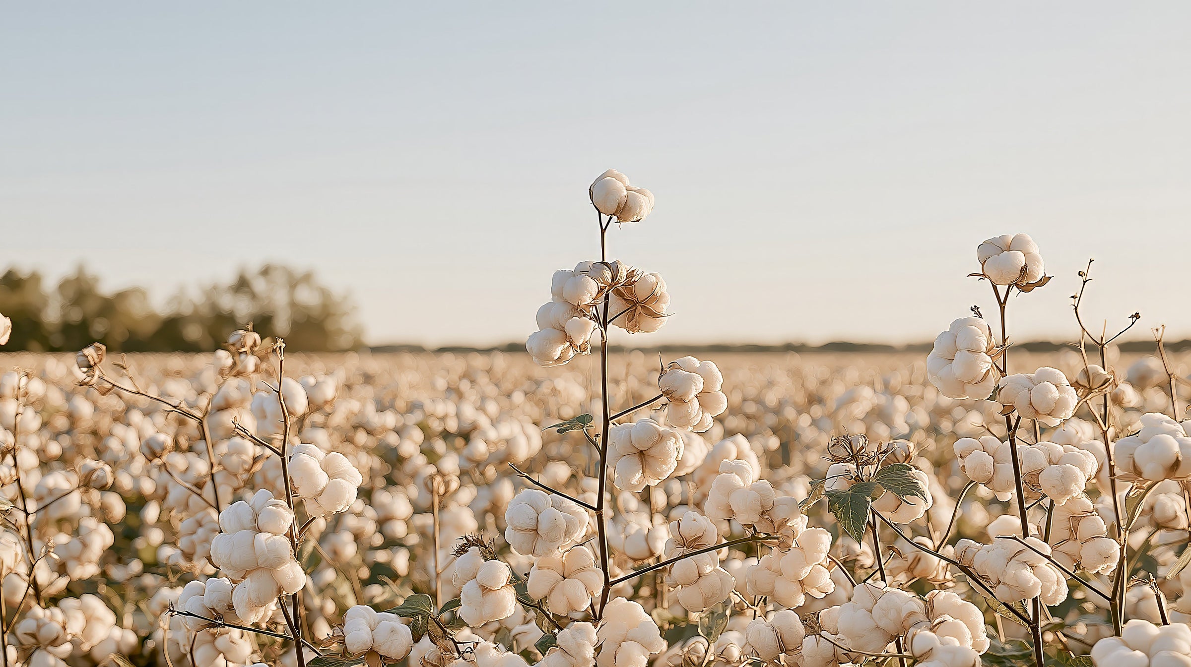 A Supima cotton field at golden hour