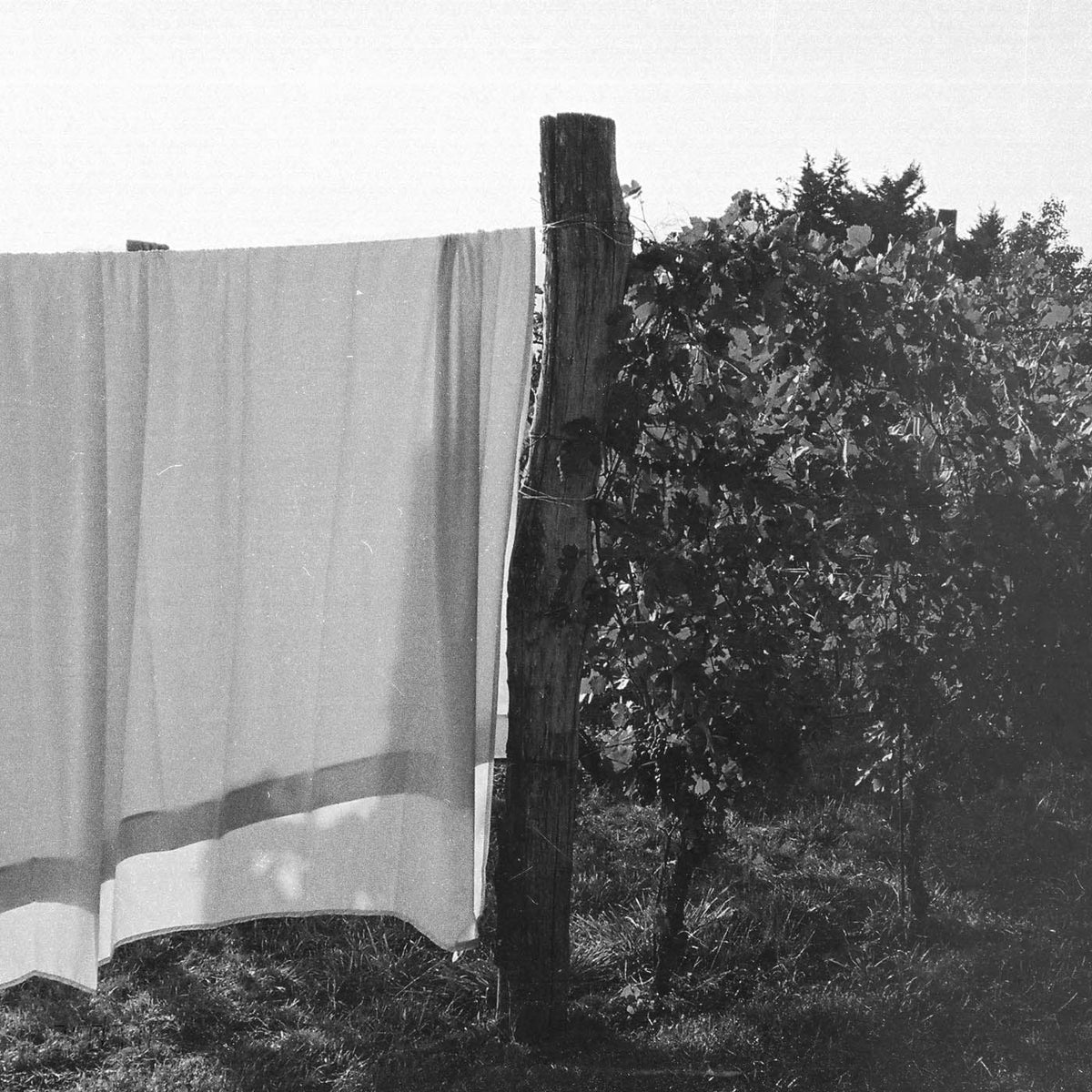 The Sheet | Supima Sateen - Stone Grey - Juniper