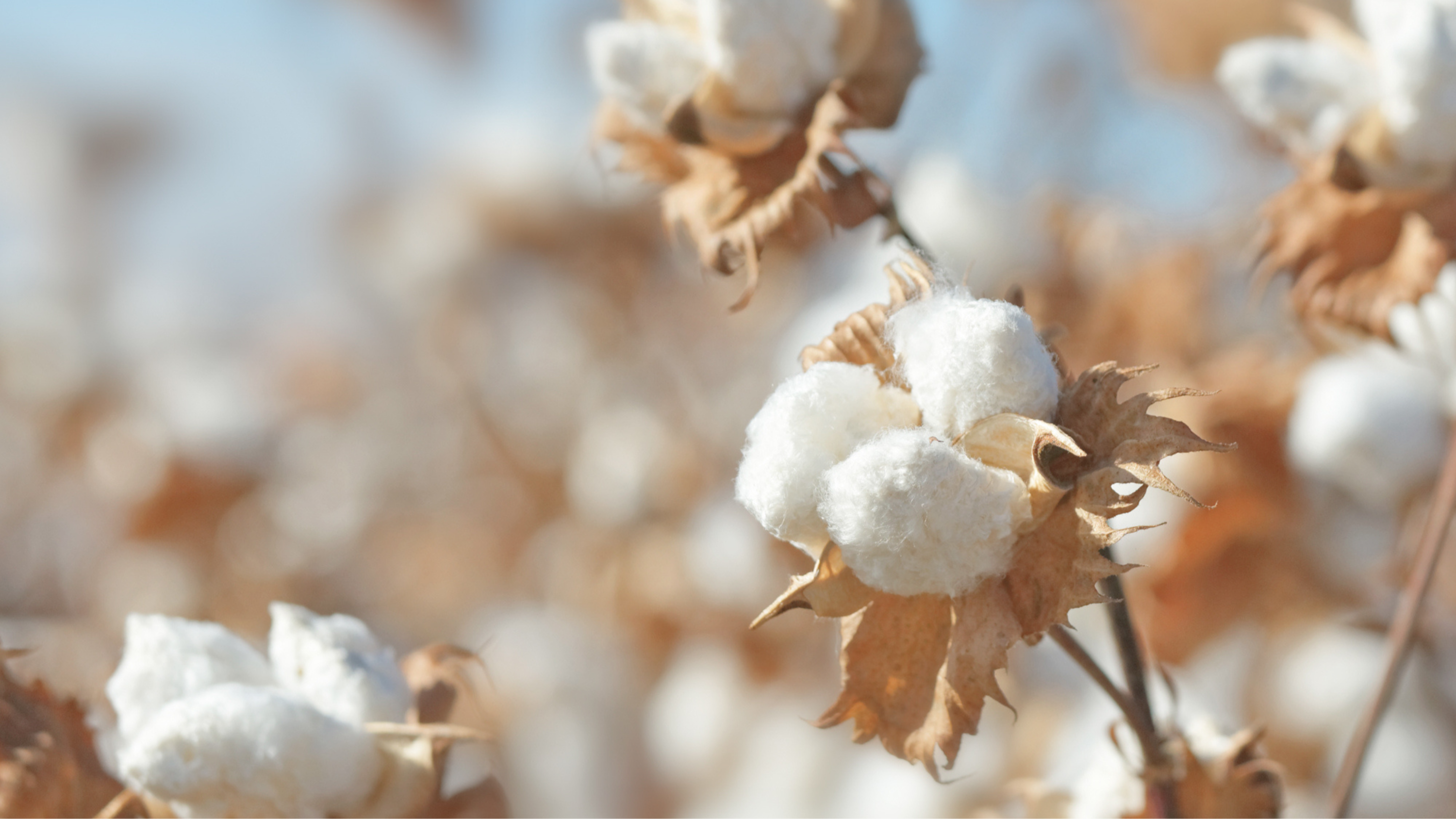 Vad är skillnaden mellan Supima, Egyptisk bomull och linne?