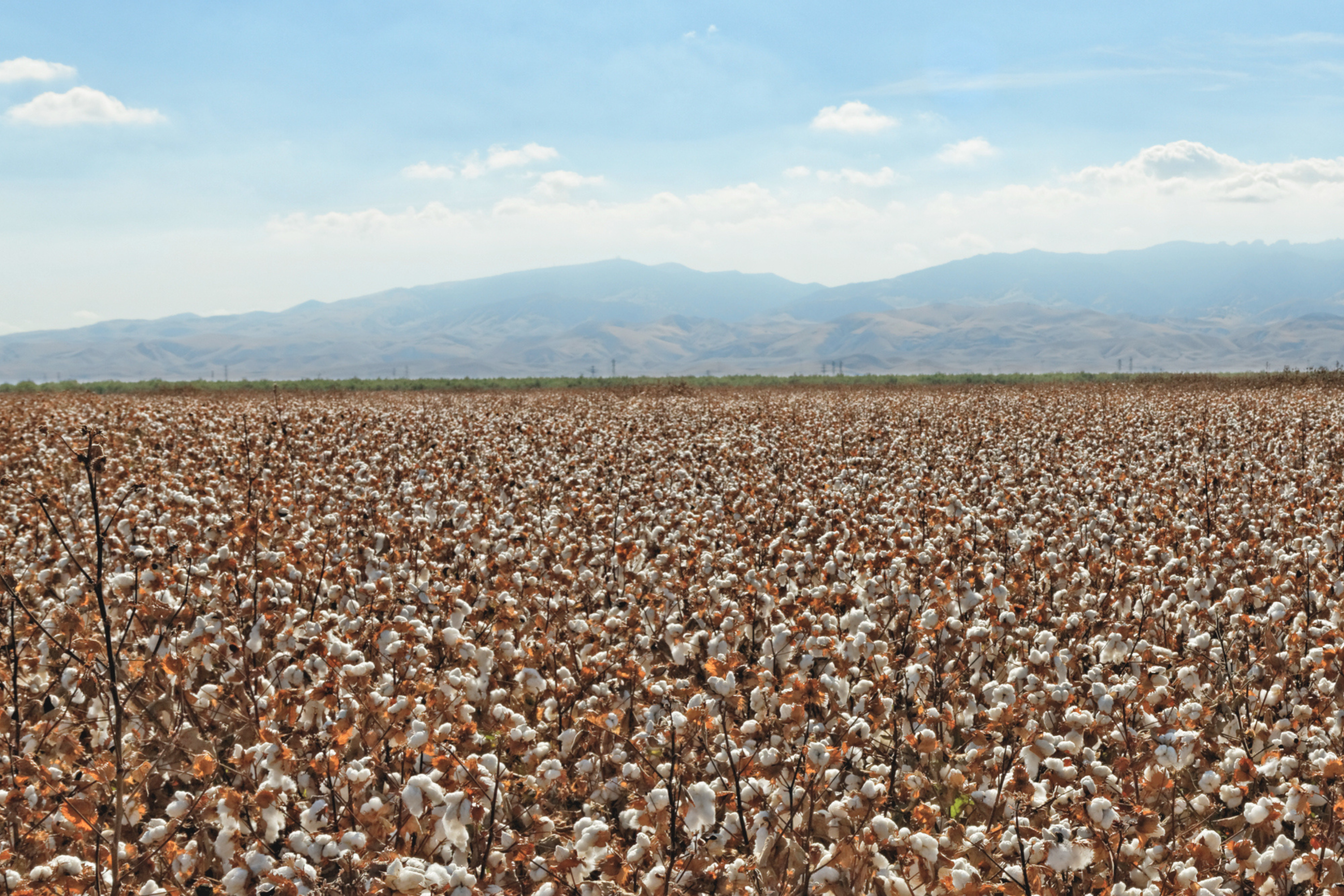 Åker av Supimabomull